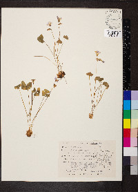 Oxalis violacea image