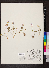 Oxalis violacea image