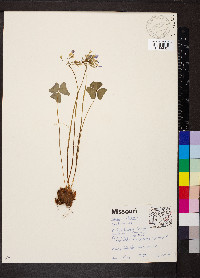 Oxalis violacea image