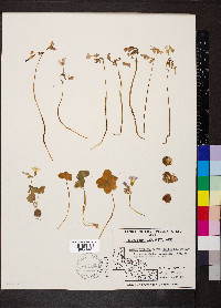 Oxalis violacea image