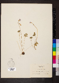 Oxalis violacea image