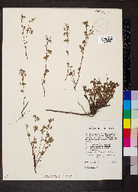 Oxalis frutescens image