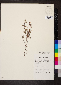 Oxalis frutescens image