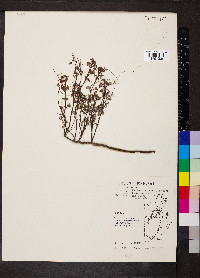 Oxalis frutescens image