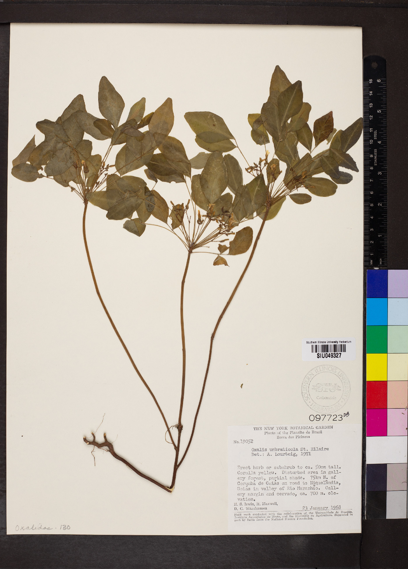 Oxalis umbraticola image