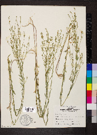 Linum virginianum image