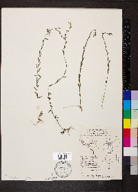 Linum medium image