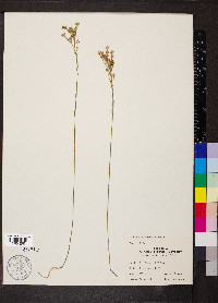 Linum sulcatum image