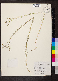 Linum lewisii image