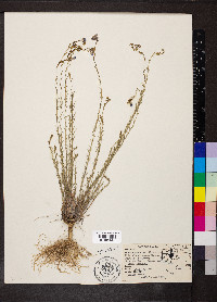 Linum lewisii image