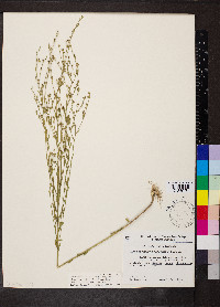 Linum medium var. texanum image