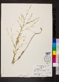 Linum striatum image