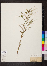 Linum striatum image