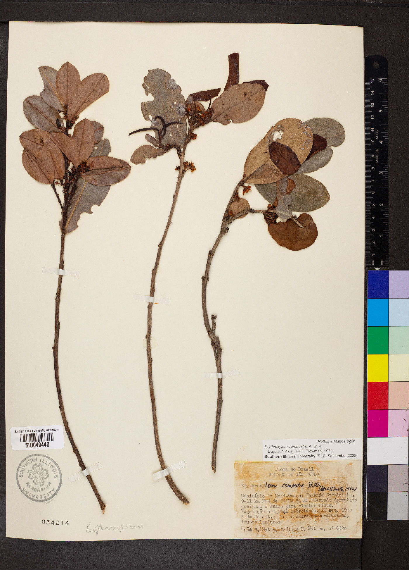 Erythroxylum campestre image