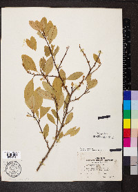 Erythroxylum coca image