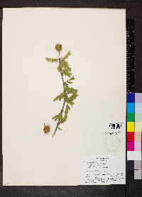 Guaiacum coulteri image