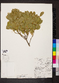 Guaiacum officinale image