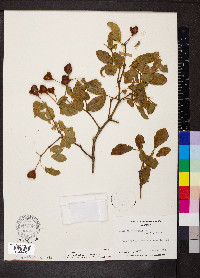 Guaiacum officinale image