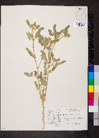 Kallstroemia grandiflora image