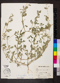 Kallstroemia californica image