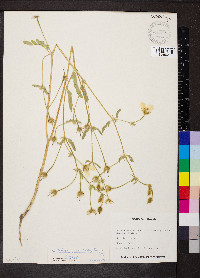 Kallstroemia grandiflora image