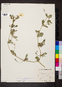 Kallstroemia grandiflora image