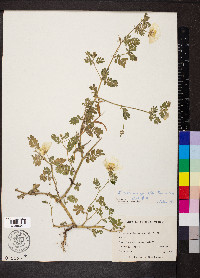 Kallstroemia grandiflora image