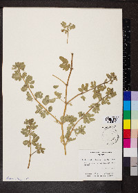 Kallstroemia pubescens image