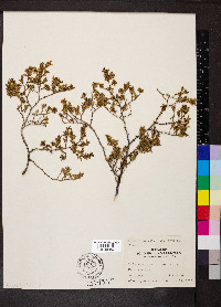 Larrea tridentata var. tridentata image