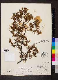 Larrea tridentata image