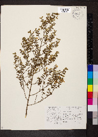 Larrea tridentata image