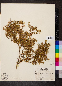 Larrea tridentata image