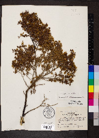 Larrea tridentata var. tridentata image