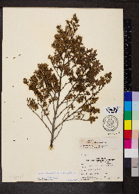 Larrea tridentata image