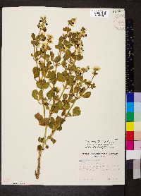 Roepera apiculata image