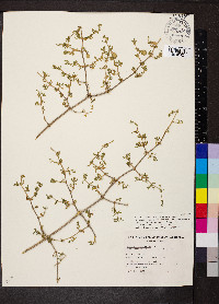 Roepera confluens image