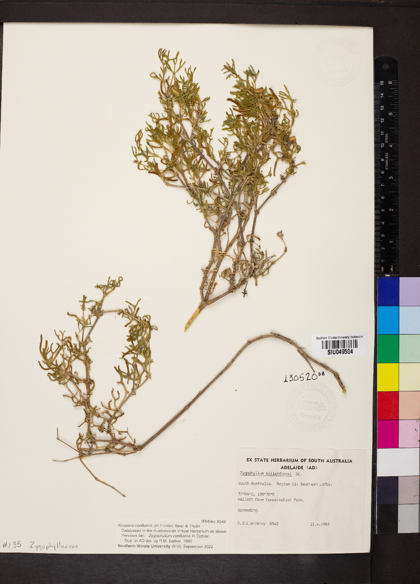 Roepera confluens image