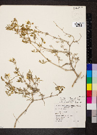 Roepera confluens image