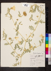 Tribulus hystrix image