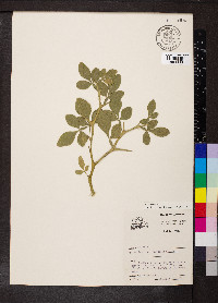 Citrus trifoliata image