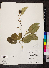 Citrus aurantium image