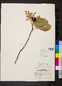 Esenbeckia berlandieri image