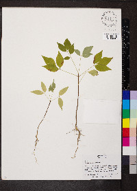 Phellodendron amurense image