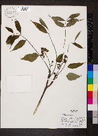 Phellodendron amurense image