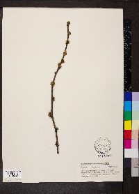 Zanthoxylum americanum image