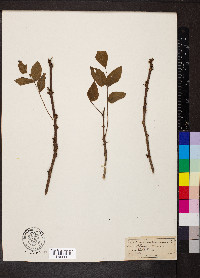 Zanthoxylum americanum image