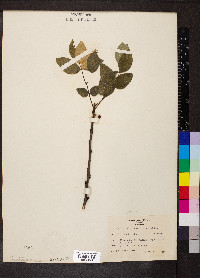 Zanthoxylum americanum image