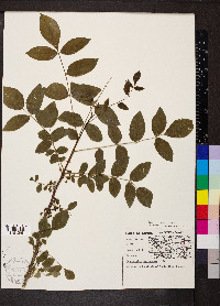 Zanthoxylum americanum image