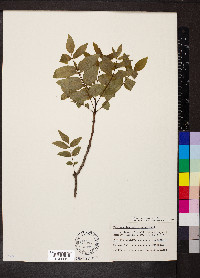 Zanthoxylum americanum image