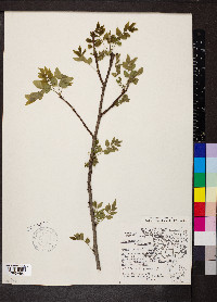 Zanthoxylum americanum image